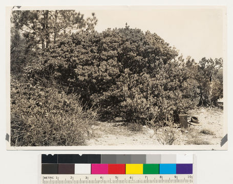 Image of Schreiber's manzanita