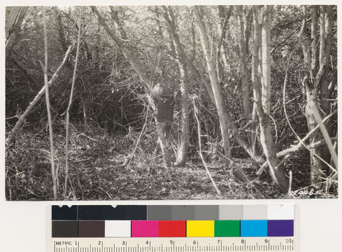 Image of hairy ceanothus