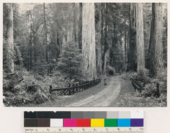 Image of California Redwood