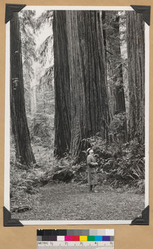 Image of California Redwood