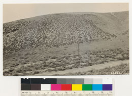 Image of big sagebrush