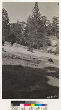 Image of sugar pine