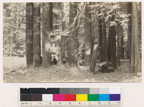 Image of California Redwood