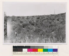 Image of sticky whiteleaf manzanita