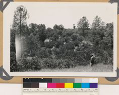 Image of sticky whiteleaf manzanita