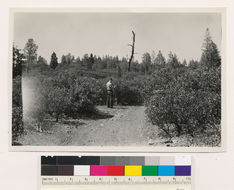 Image of sticky whiteleaf manzanita