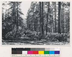 Image of hoary manzanita