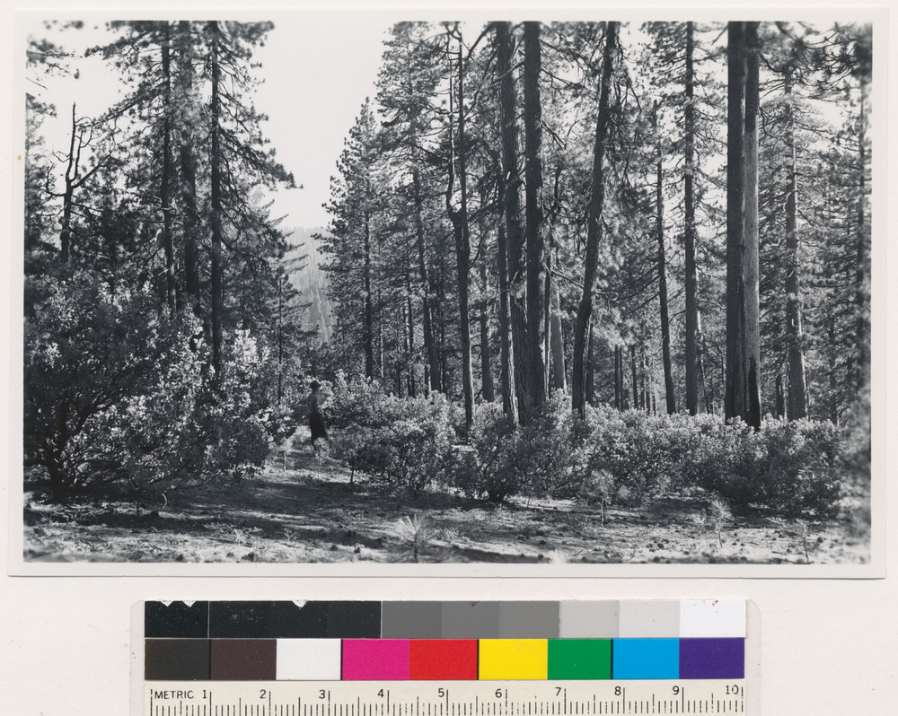 Image of hoary manzanita