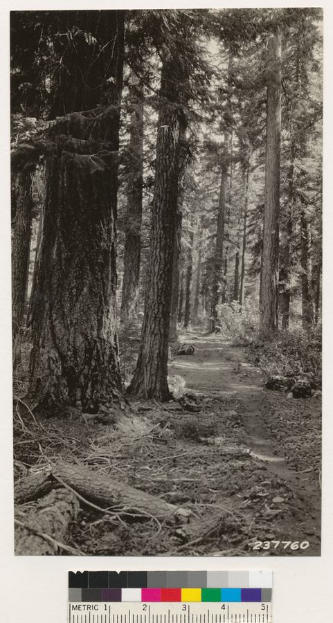 Image of white fir