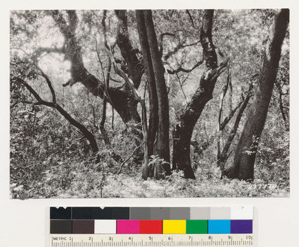 Image of Pacific madrone