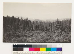 Image of hoary manzanita