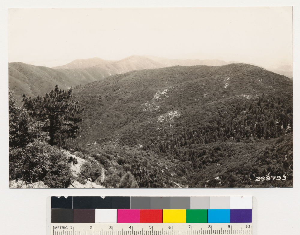 Image of Eastwood's manzanita