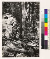 Image of California Redwood