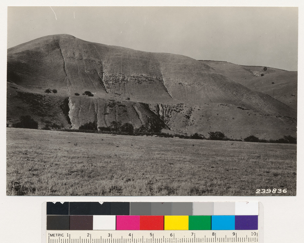 Image of coastal sagebrush