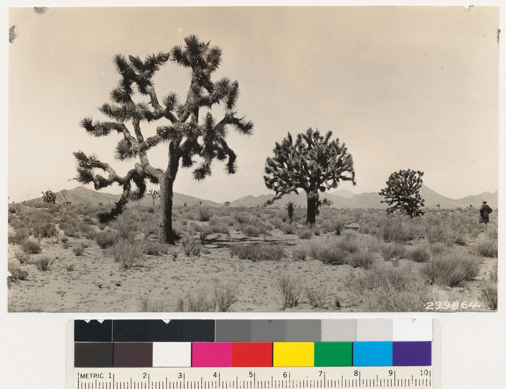 Image of Joshua tree