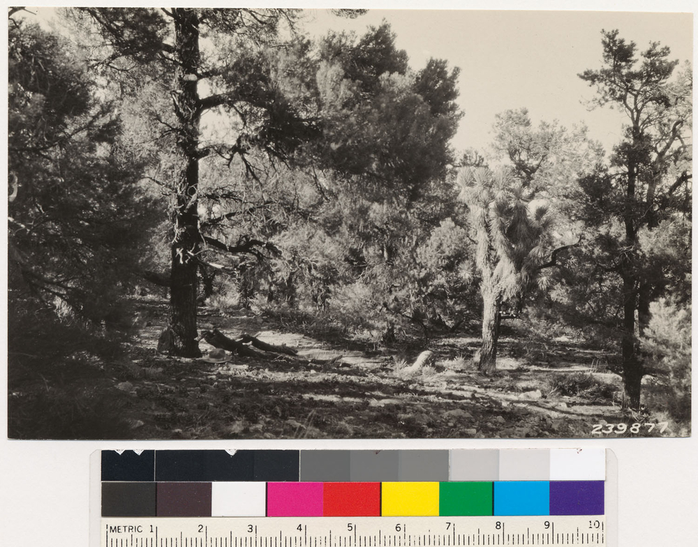 Image of singleleaf pinyon