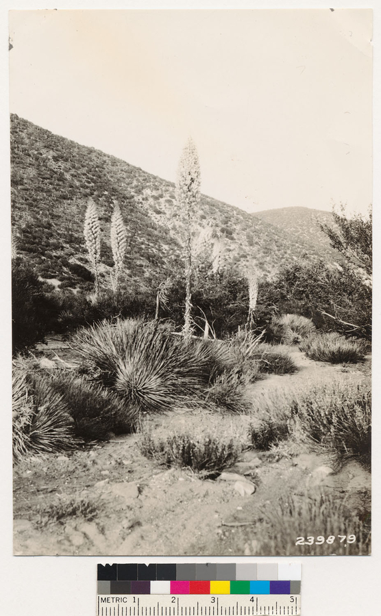 Image of chaparral yucca