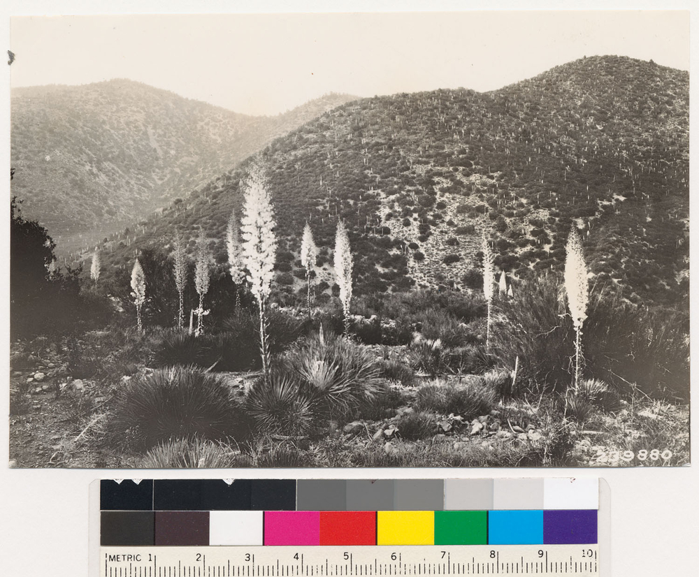 Image of chaparral yucca