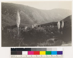 Image of chaparral yucca