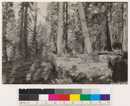 Image of white fir