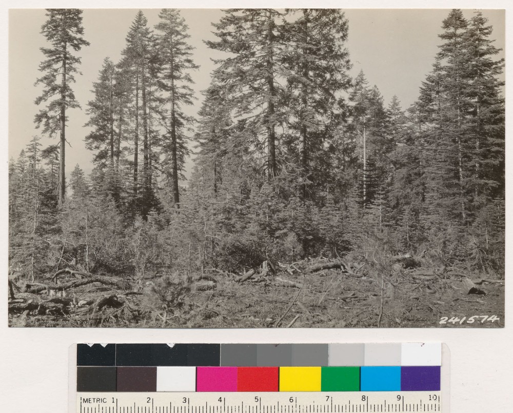 Image of white fir