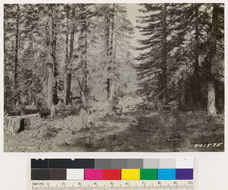 Image of white fir