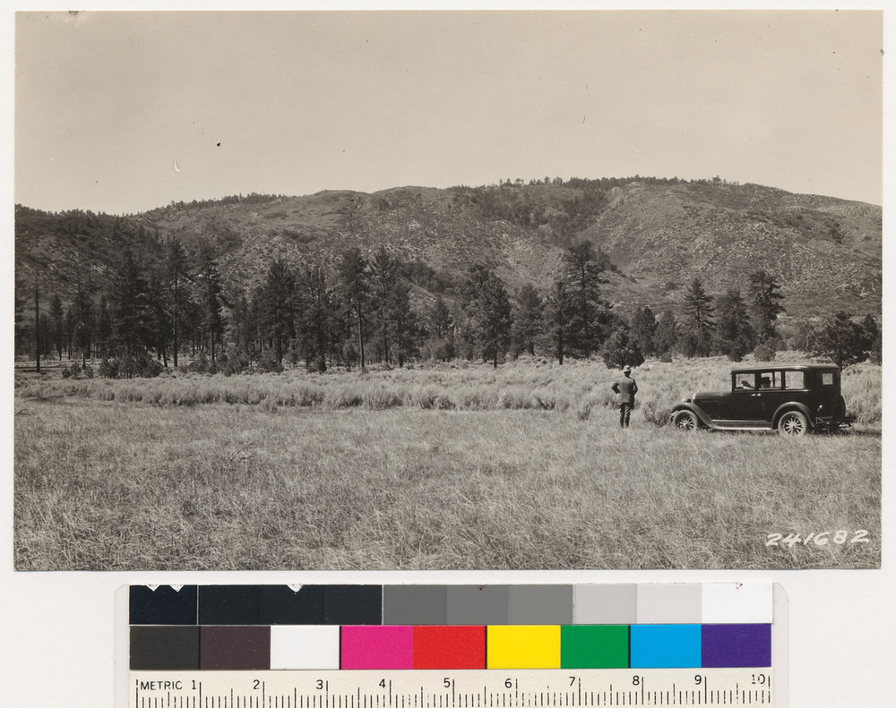 Image of big sagebrush