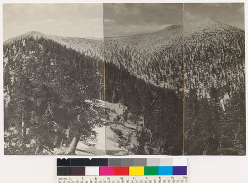 Image of lodgepole pine