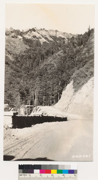 Image of California Redwood