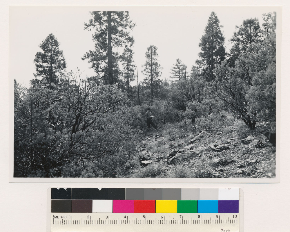 Image of sticky whiteleaf manzanita