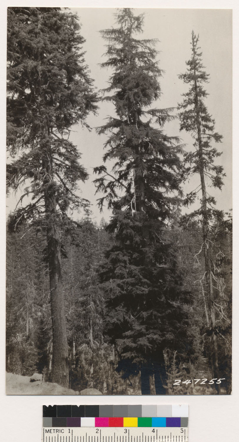 Image of California Red Fir