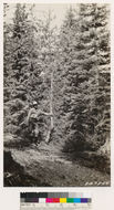 Image of California Red Fir