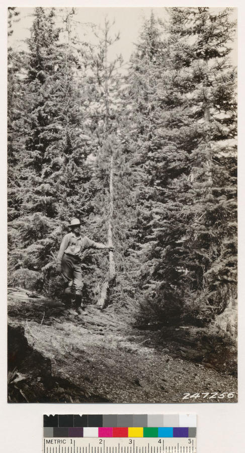 Image of California Red Fir