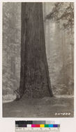 Image of California Redwood