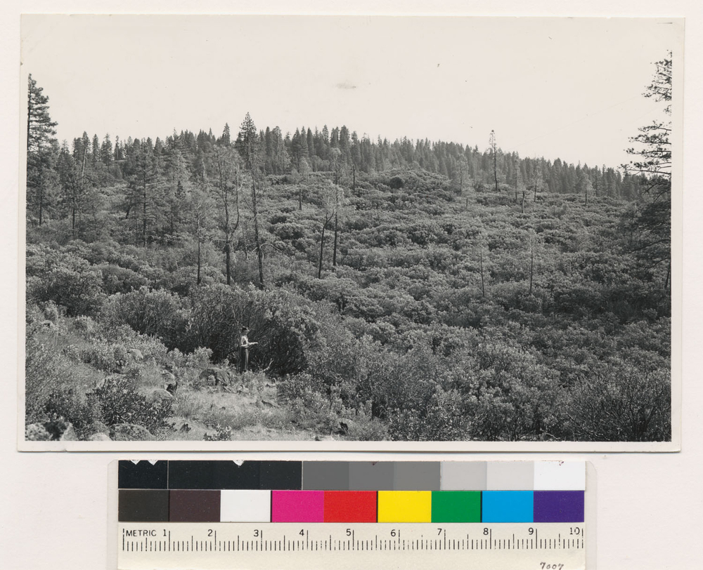 Image of sticky whiteleaf manzanita