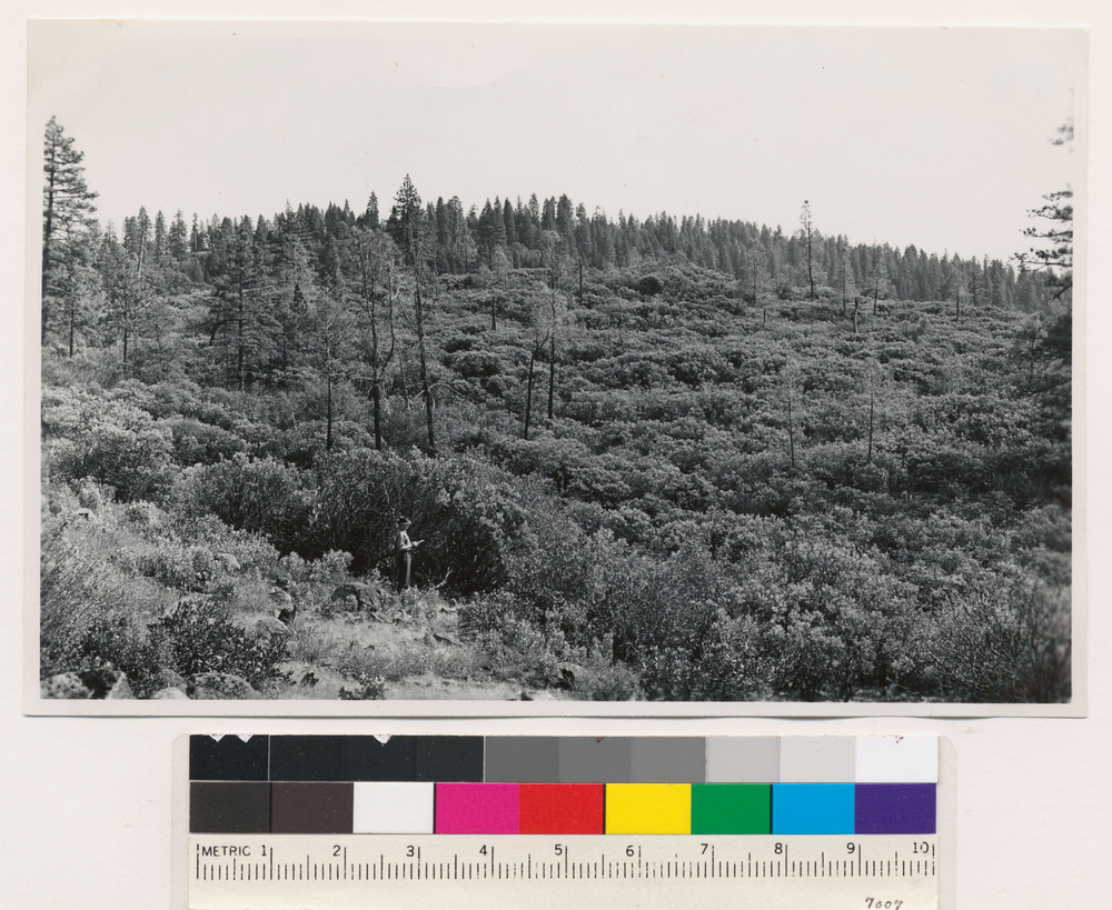 Image of sticky whiteleaf manzanita