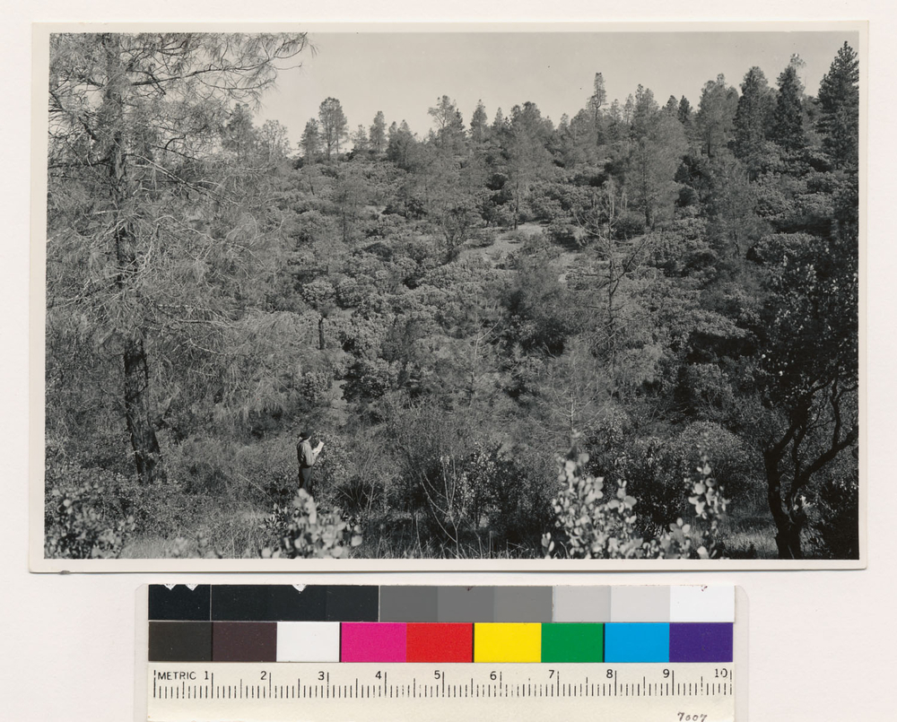 Image of sticky whiteleaf manzanita