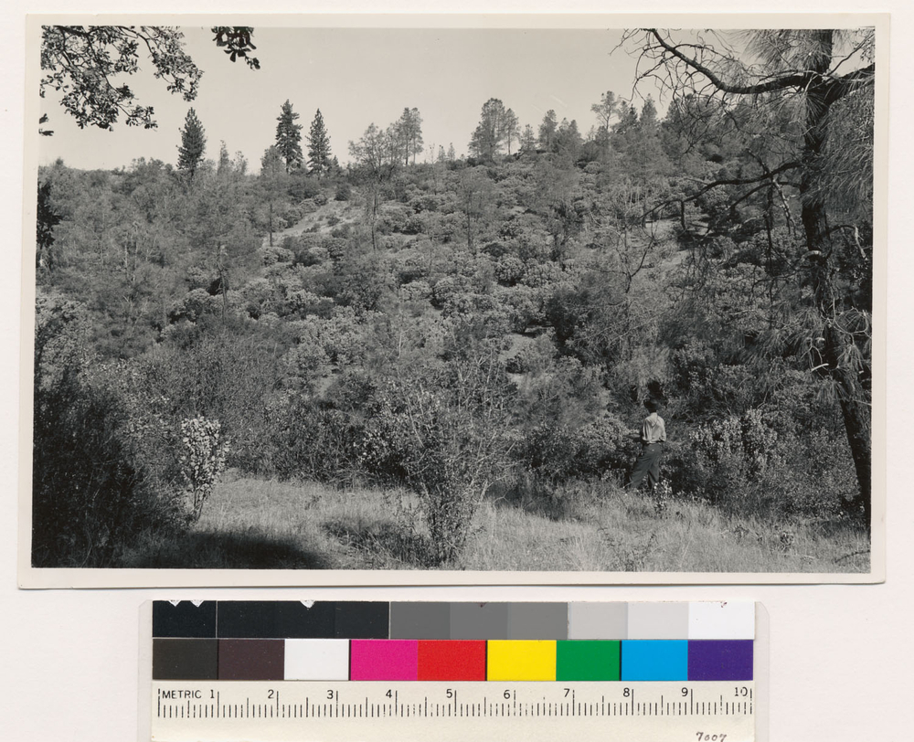 Image of sticky whiteleaf manzanita