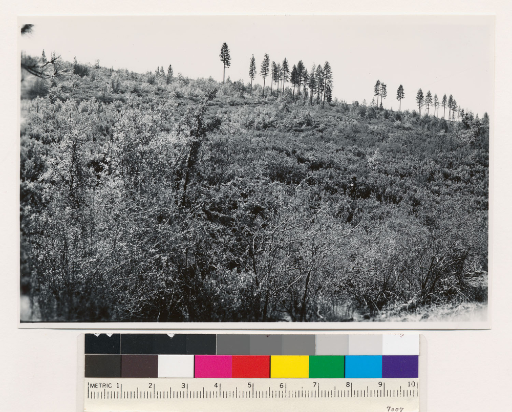 Image of sticky whiteleaf manzanita