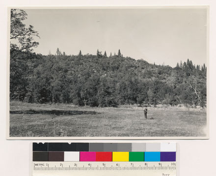 Image of sticky whiteleaf manzanita