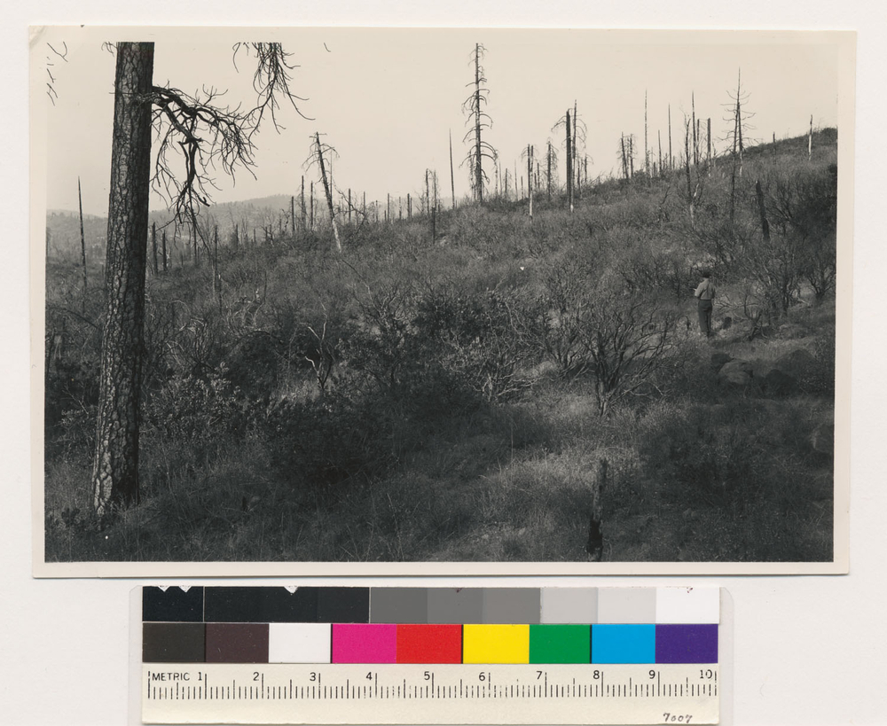 Image of sticky whiteleaf manzanita