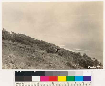 Image of Torrey pine