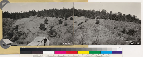 Image of coastal sagebrush