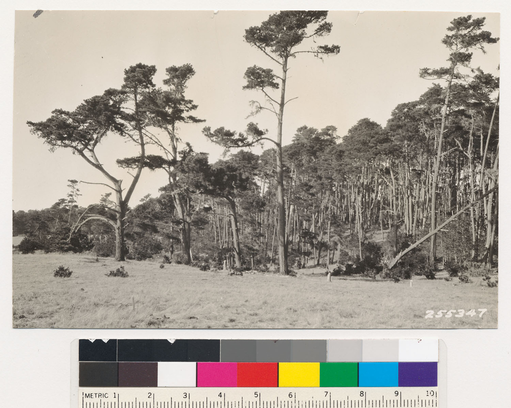 Image of Cedros Island Pine