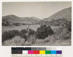 Image of coastal sagebrush