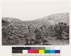 Image of Joshua tree