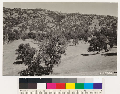 Image of big sagebrush