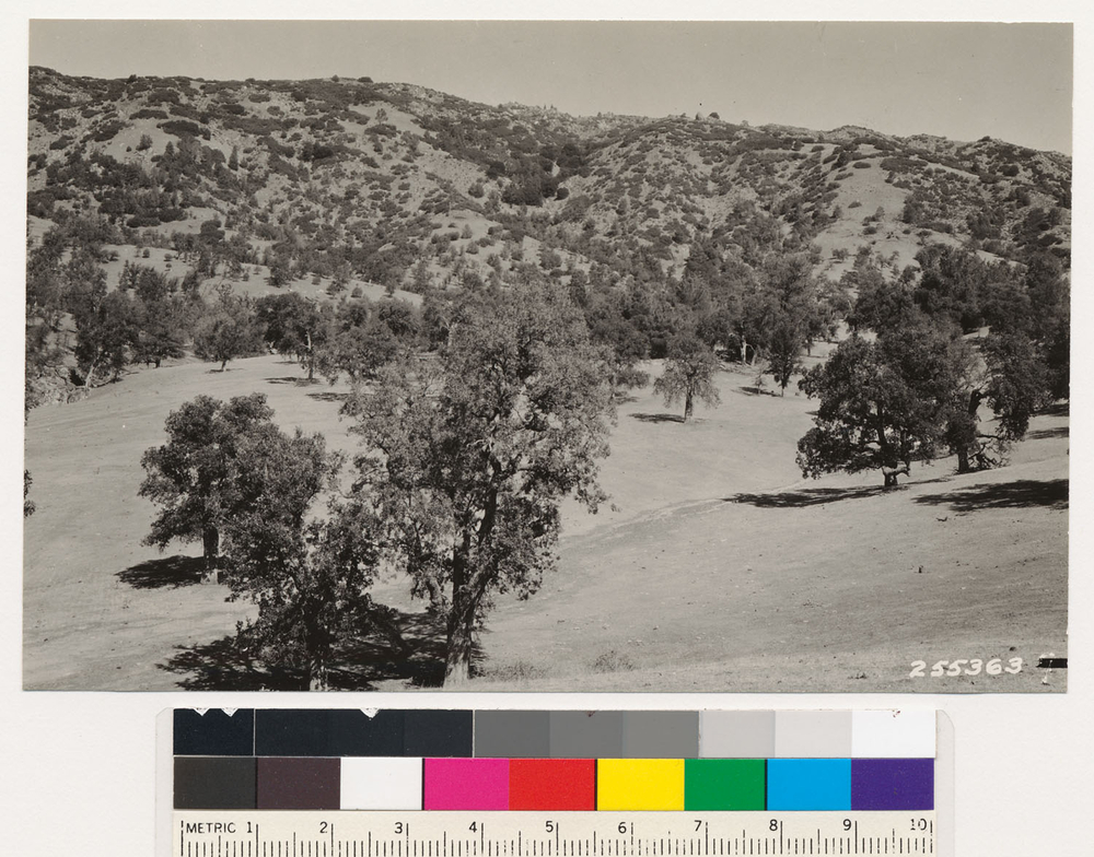 Imagem de Artemisia tridentata (Nutt.) W. A. Weber