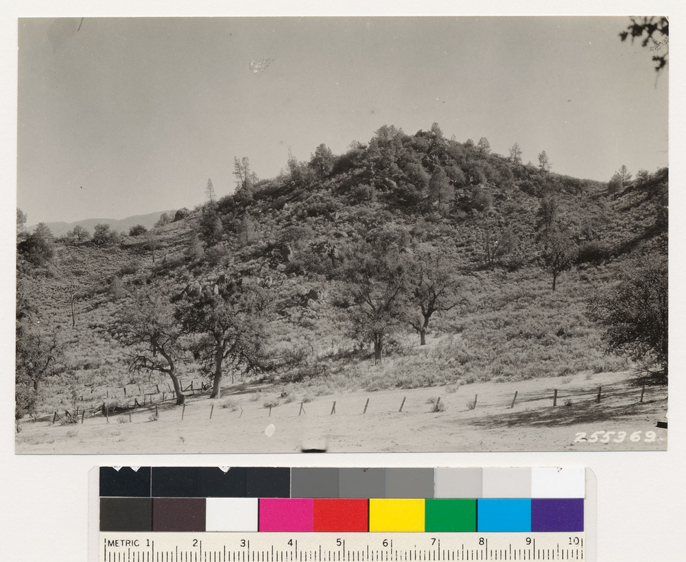 Image of big sagebrush