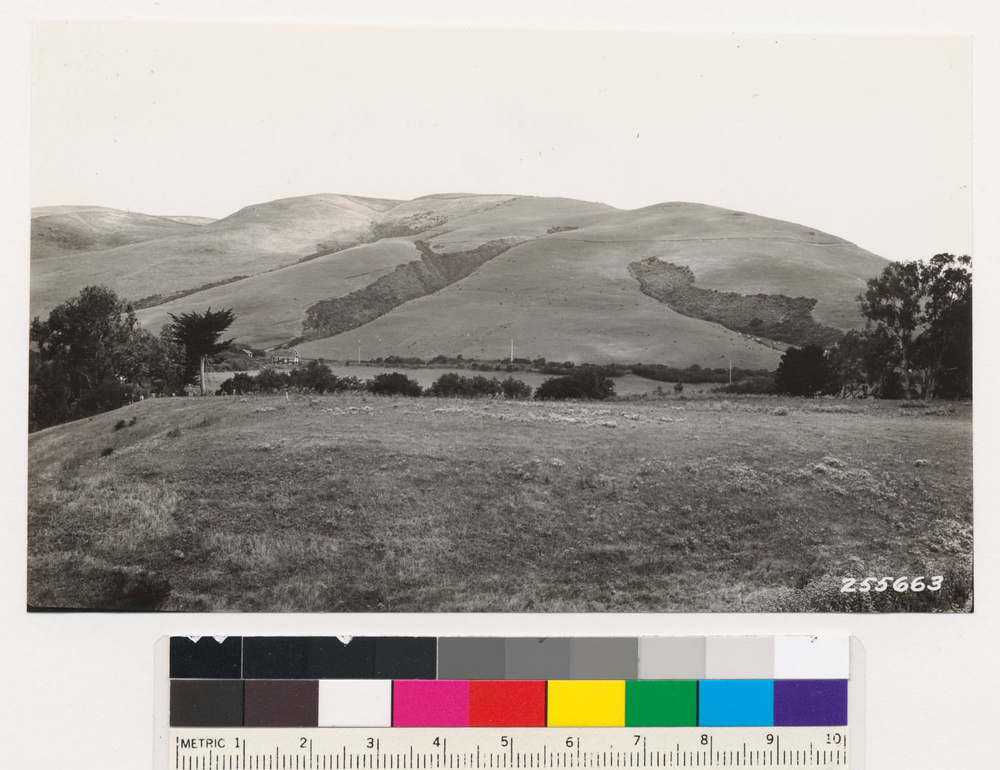 Image of coastal sagebrush